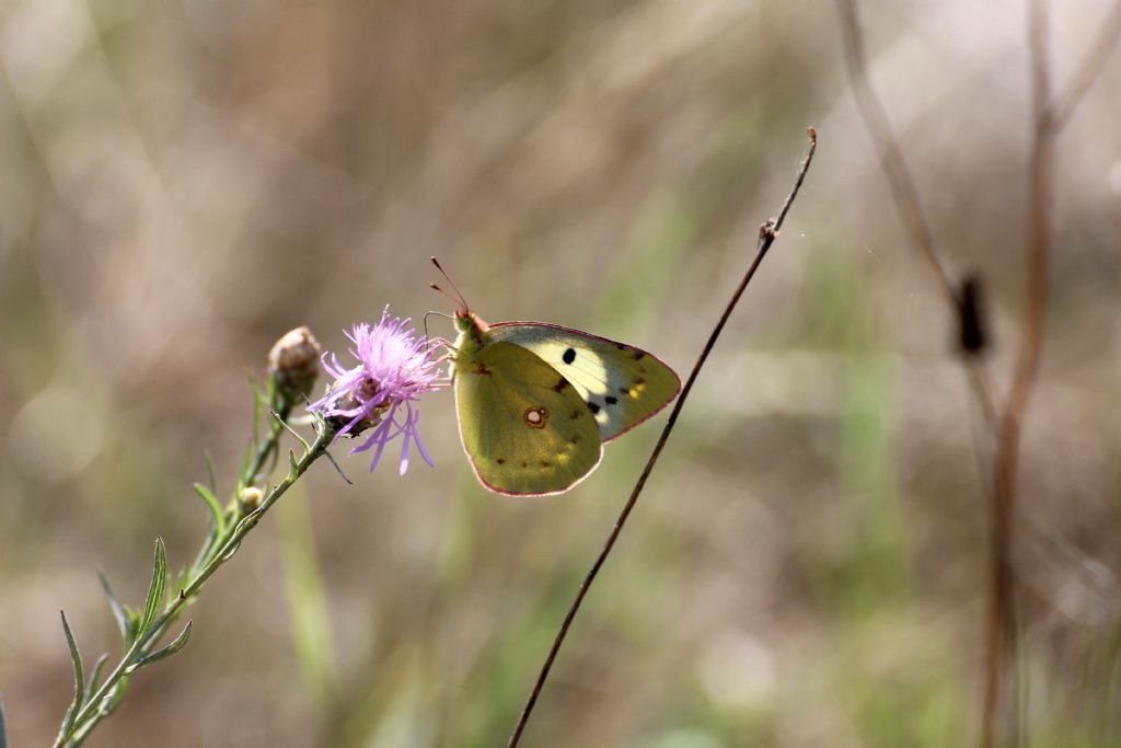 Colias crocea